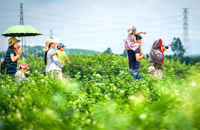 Cidade chinesa de Hengzhou é famosa pelas flores de jasmim