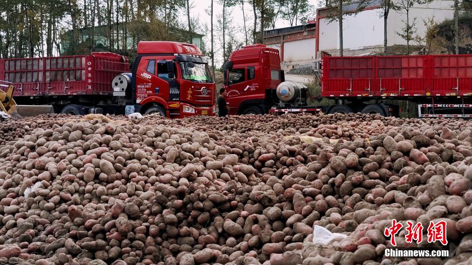 Qinghai inicia temporada de colheita de batatas