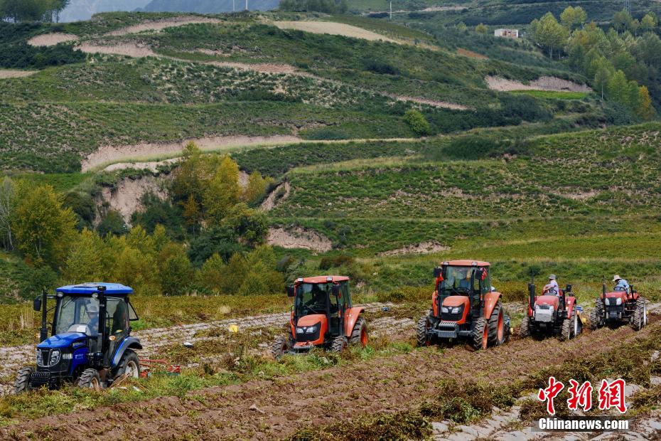 Qinghai inicia temporada de colheita de batatas