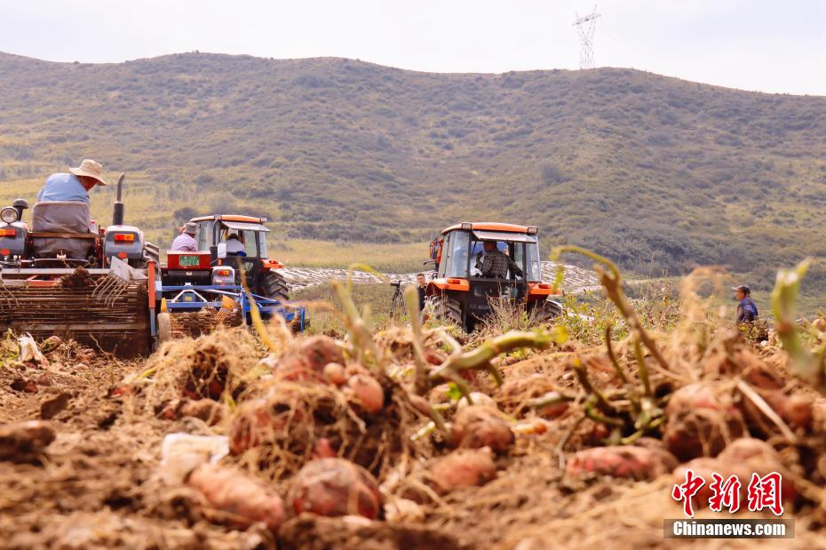 Qinghai inicia temporada de colheita de batatas