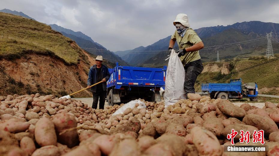 Qinghai inicia temporada de colheita de batatas