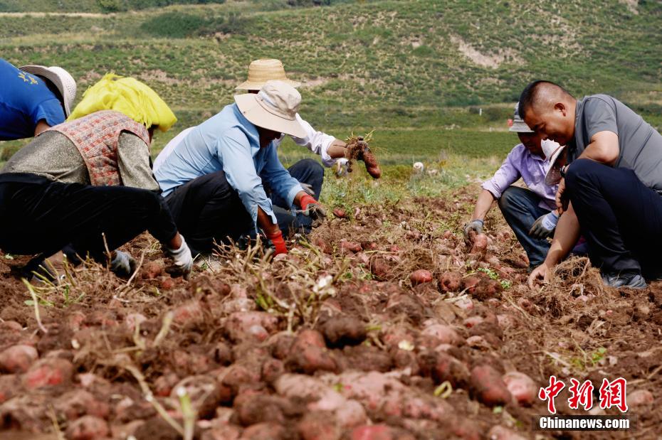 Qinghai inicia temporada de colheita de batatas