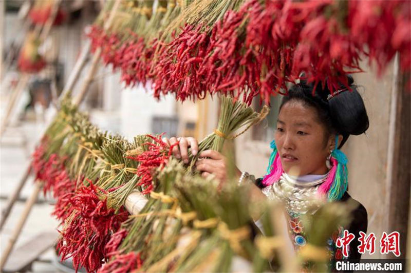 Guizhou: camponeses ocupados secam culturas na aldeia de etnia Miao