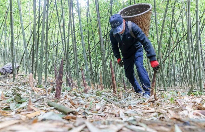 Chongqing inicia temporada de colheita de rebentos de bambu