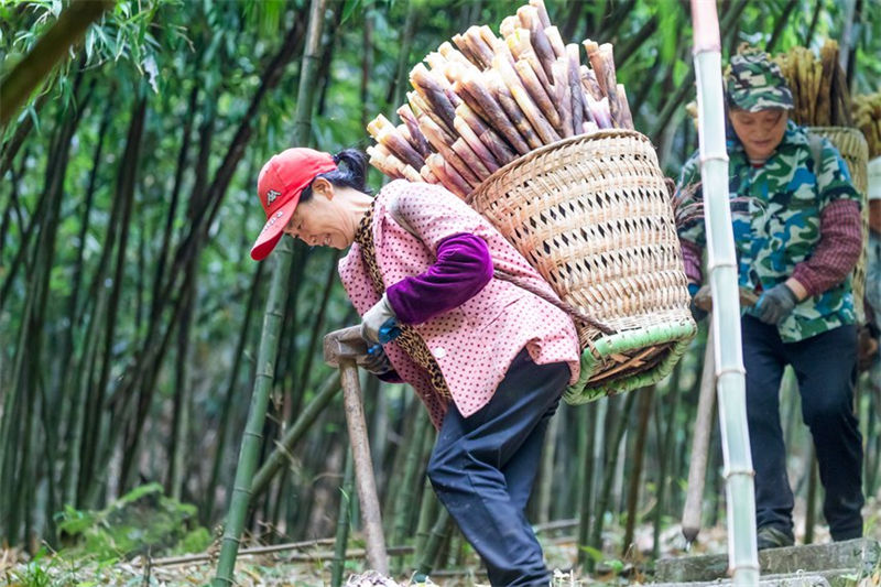 Chongqing inicia temporada de colheita de rebentos de bambu