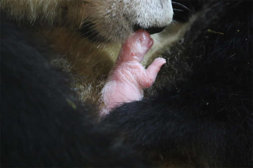 Panda gigante An'an dá à luz em Xi’an 