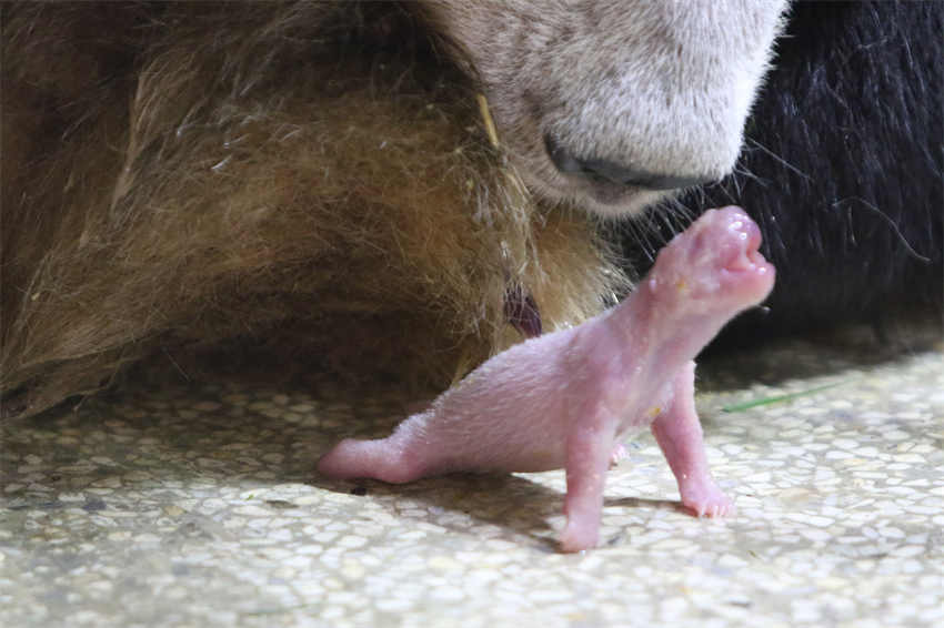 Panda gigante An'an dá à luz em Xi’an 