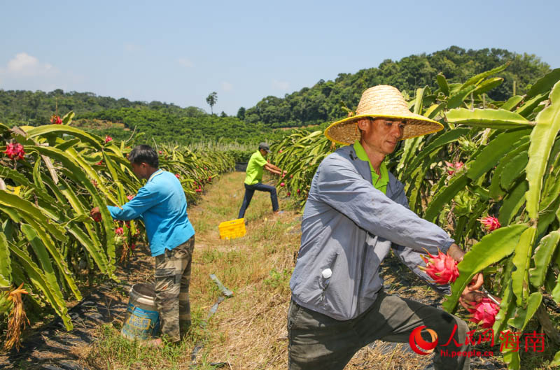 Sanya inicia temporada de colheita de pitaya