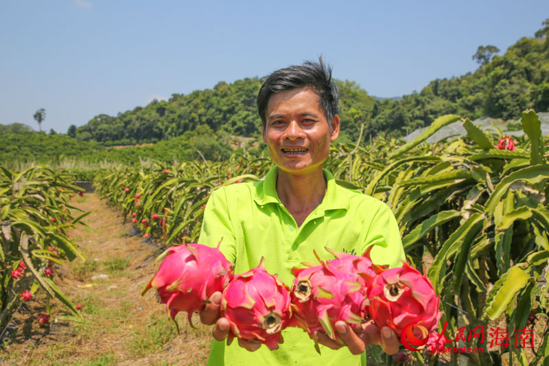 Sanya inicia temporada de colheita de pitaya
