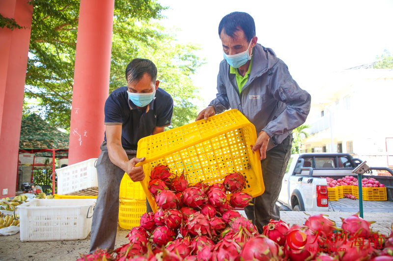 Sanya inicia temporada de colheita de pitaya