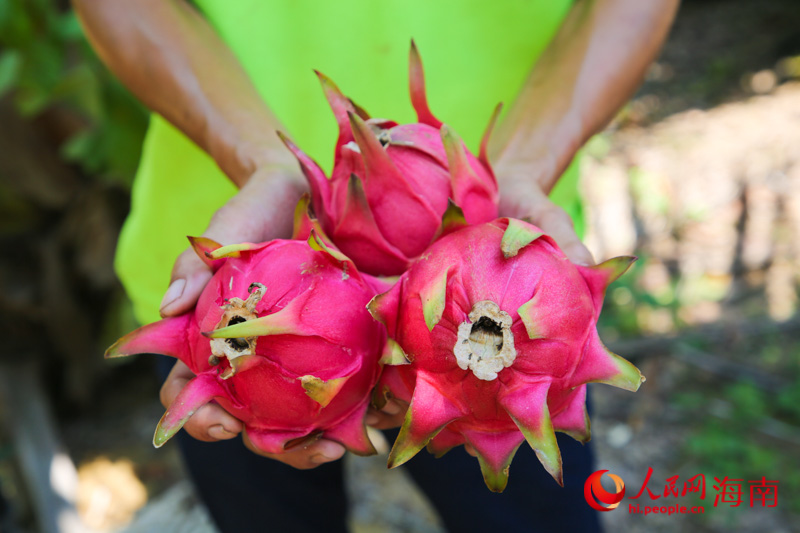 Sanya inicia temporada de colheita de pitaya