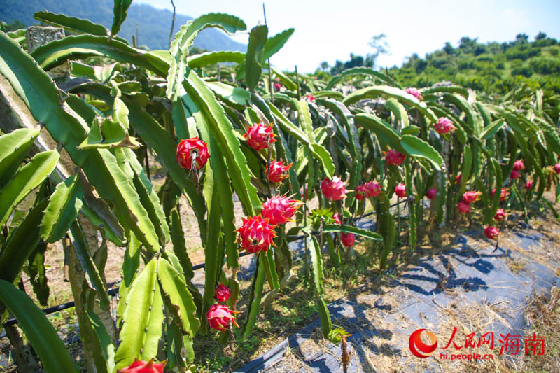 Sanya inicia temporada de colheita de pitaya