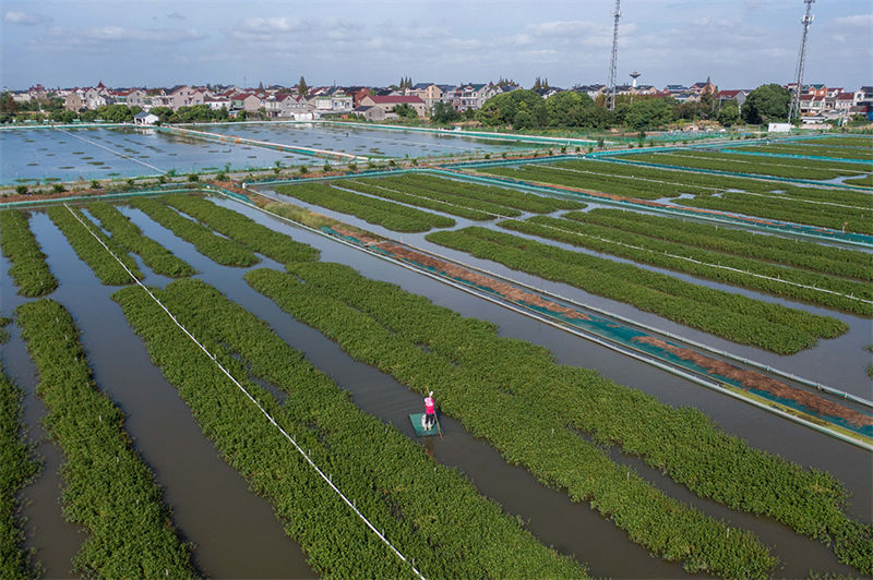 Zhejiang inicia temporada de colheita de caranguejos