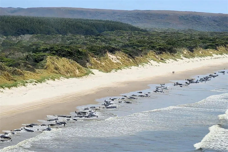 Austrália: 230 baleias encalhadas em praia