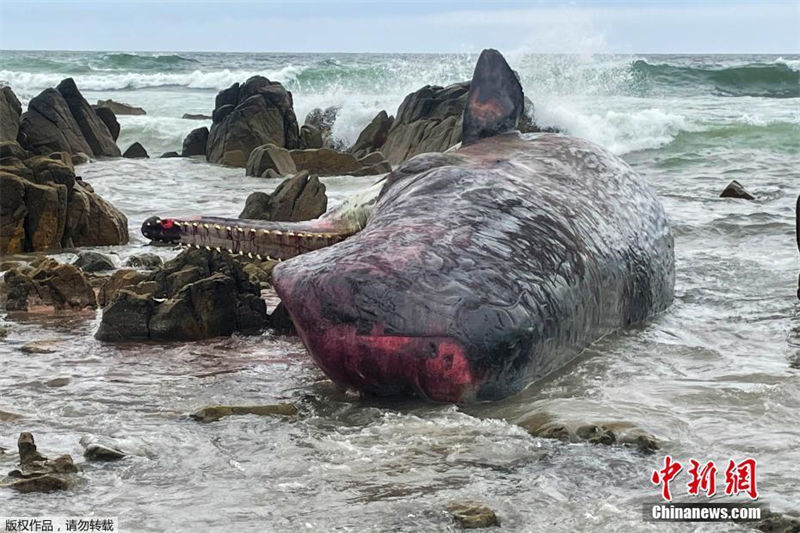 Austrália: 230 baleias encalhadas em praia