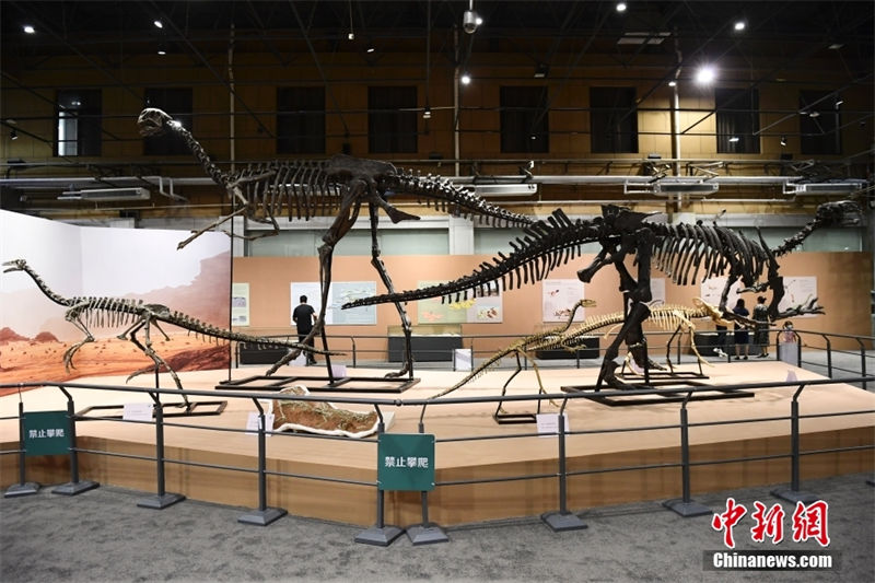 Exposição de dinossauros cretáceos é realizada no Museu de História Natural de Beijing