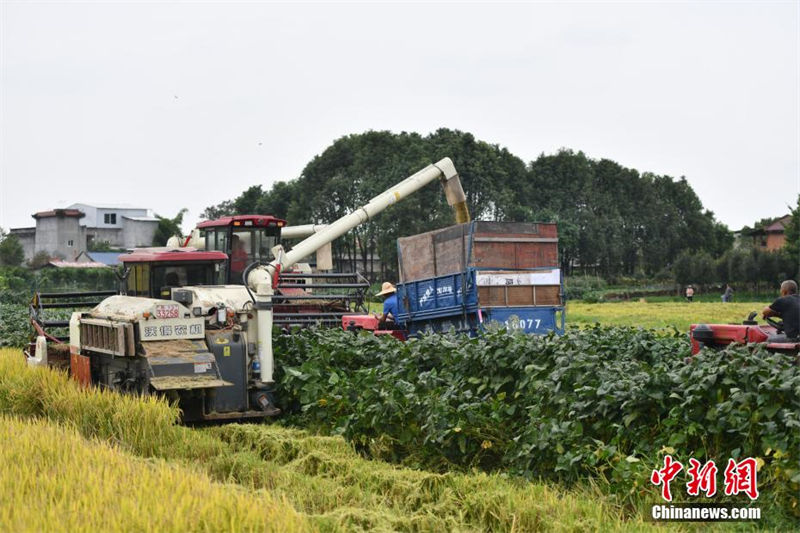 Sichuan: 3.3 mil mu de campos recebem estação de colheita