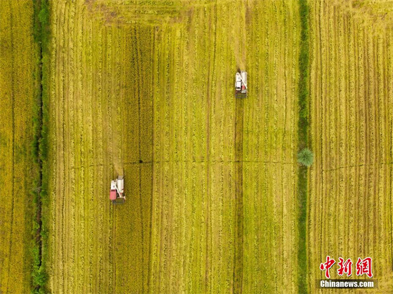 Sichuan: 3.3 mil mu de campos recebem estação de colheita