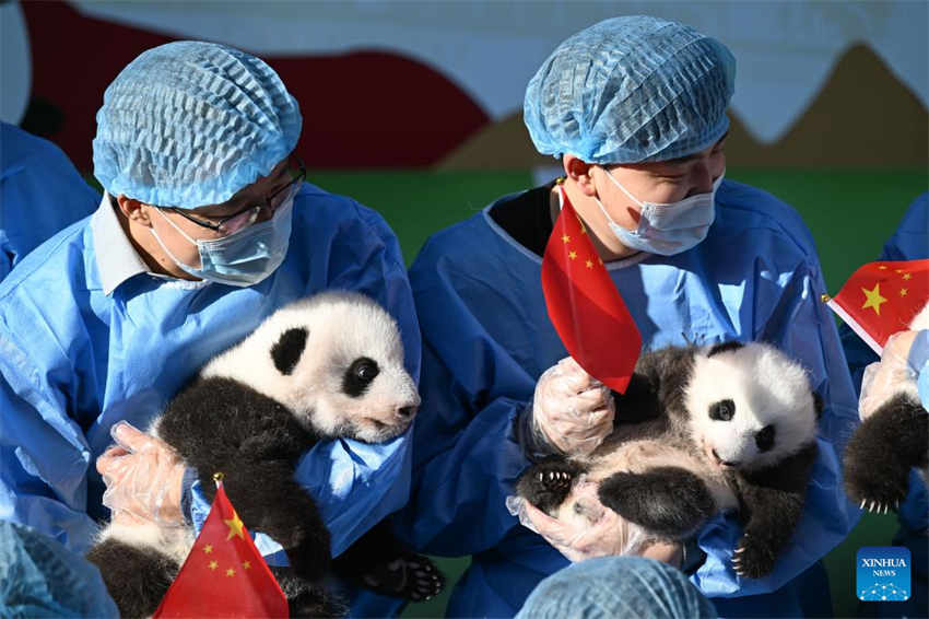 Filhotes de panda fazem aparição pública na base de reprodução no sudoeste da China