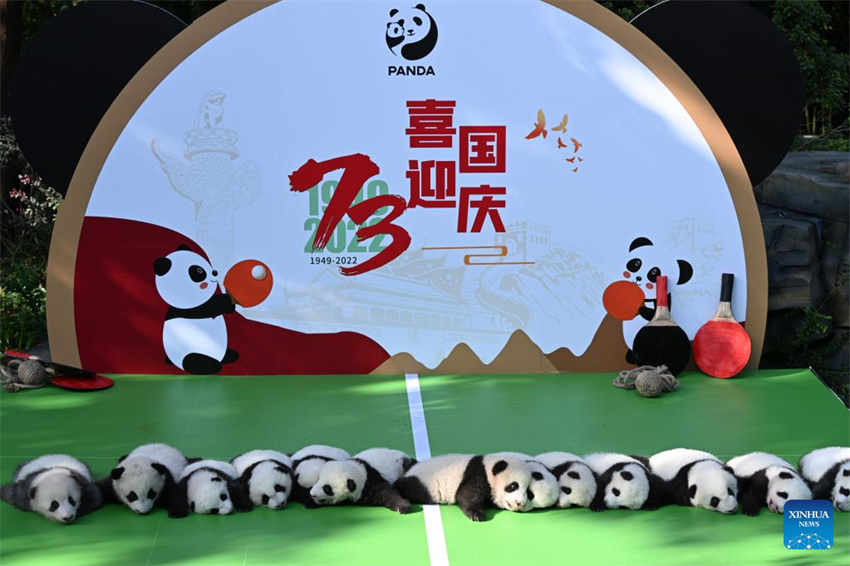 Filhotes de panda fazem aparição pública na base de reprodução no sudoeste da China