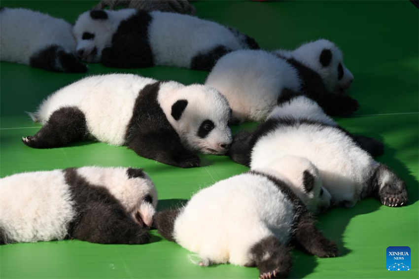 Filhotes de panda fazem aparição pública na base de reprodução no sudoeste da China