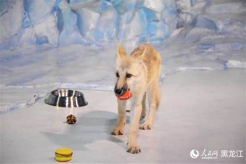 Primeiro “lobo ártico clonado” do mundo aparece no Parque Polar em Harbin