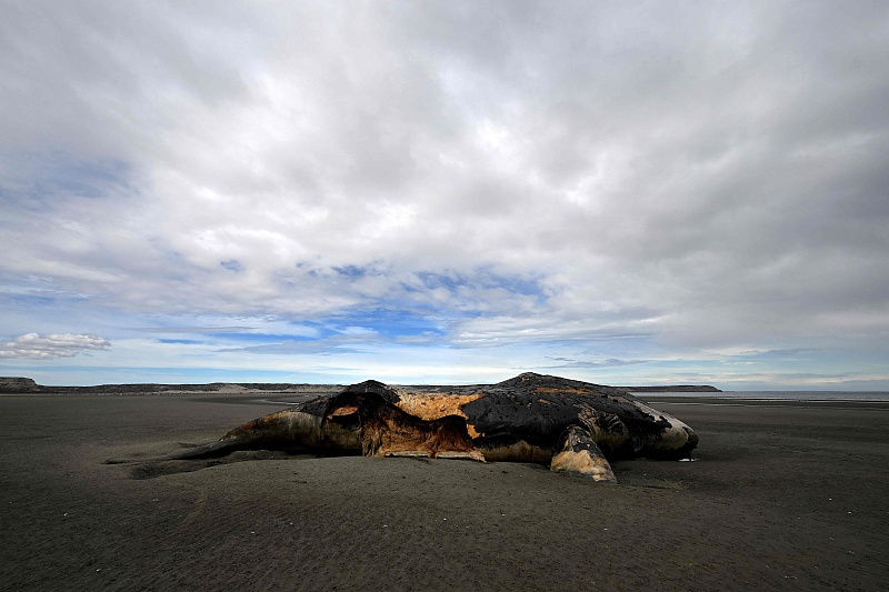 Argentina: múltiplas baleias francas encalhadas em praia de Chubut