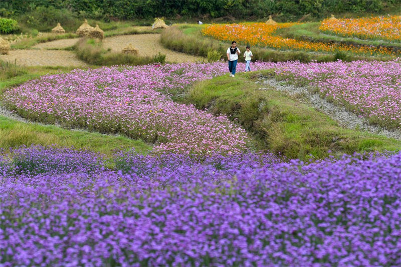 Guizhou: distrito de Guiyang visa promover vitalização rural com turismo agrícola