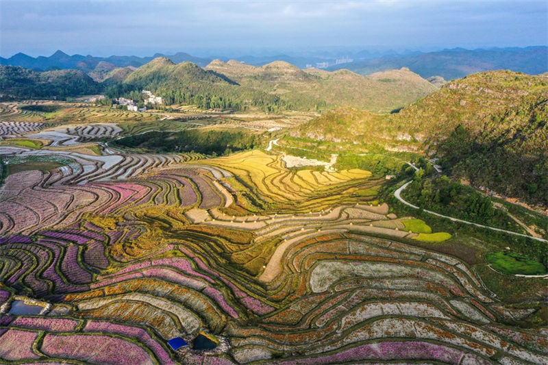 Guizhou: distrito de Guiyang visa promover vitalização rural com turismo agrícola