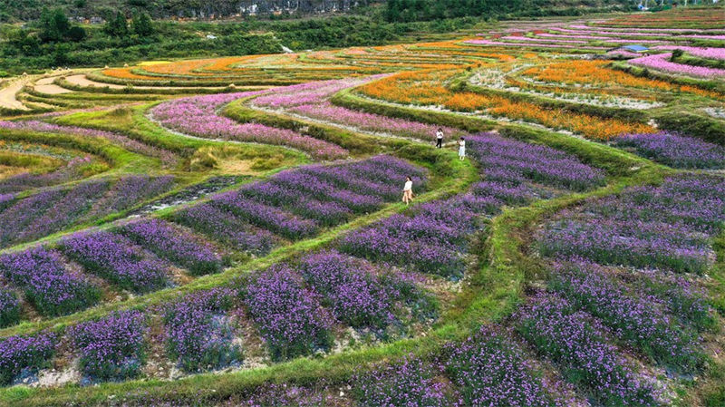 Guizhou: distrito de Guiyang visa promover vitalização rural com turismo agrícola