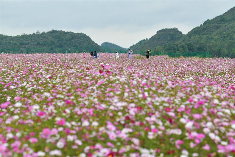 Guizhou: distrito de Guiyang visa promover vitalização rural com turismo agrícola