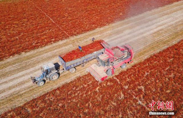 Galeria: Xinjiang inicia colheita mecanizada de pimenta