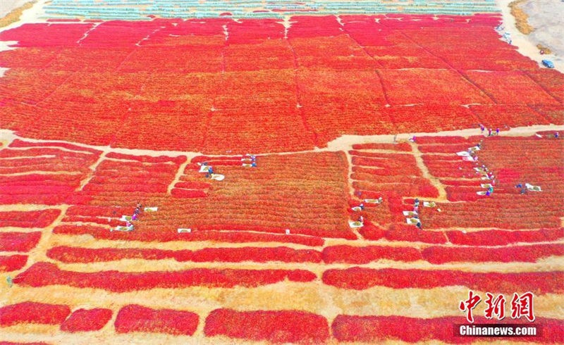 Galeria: bela paisagem da colheita de pimentas em Xinjiang