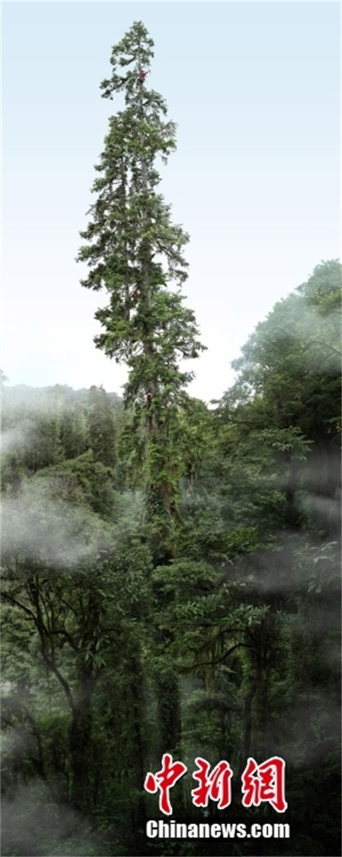 Árvore mais alta da China tem 83,4 metros de altura