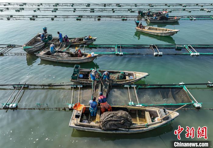Shandong inicia temporada de colheita de sementes de pepino do mar