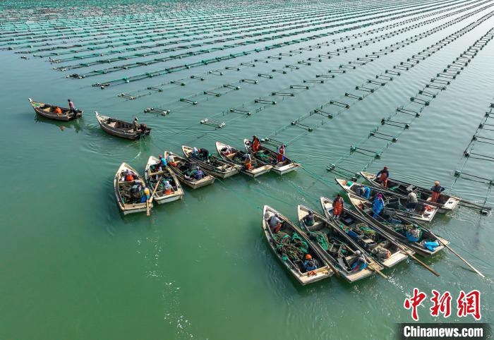 Shandong inicia temporada de colheita de sementes de pepino do mar