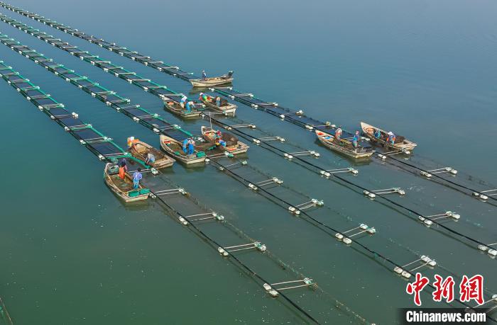 Shandong inicia temporada de colheita de sementes de pepino do mar