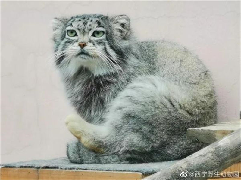China: único gato de pallas masculino em cativeiro morre de asfixia 