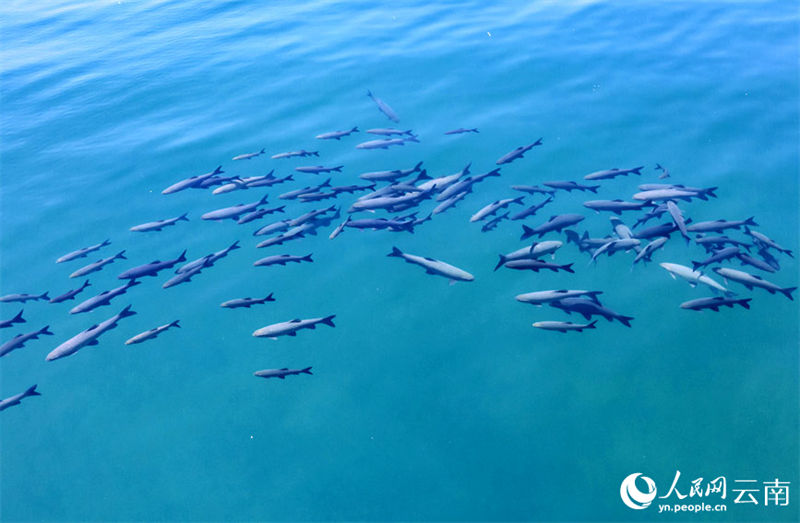 Yunnan: grande número de carpa negra surge no lago Fuxian 