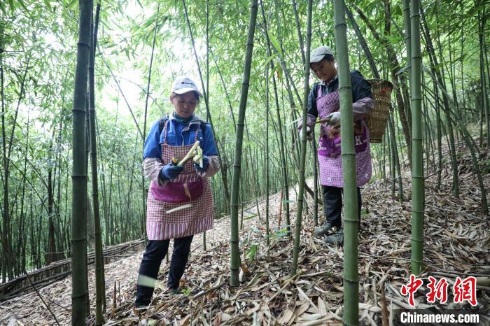 Guizhou inicia temporada de colheita de rebentos de bambu