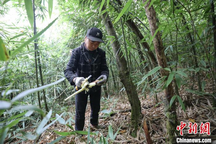 Guizhou inicia temporada de colheita de rebentos de bambu