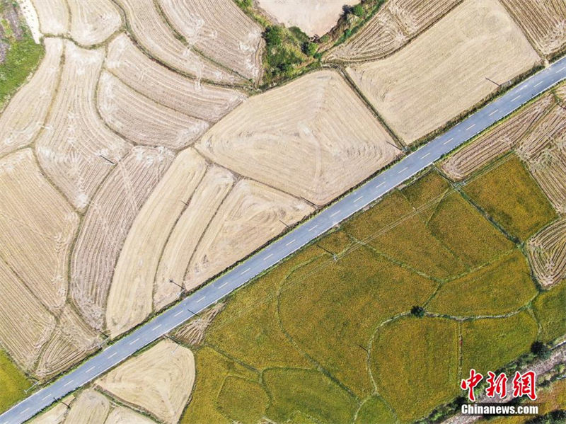 Galeria: estradas rurais atravessam campos belos no leste da China