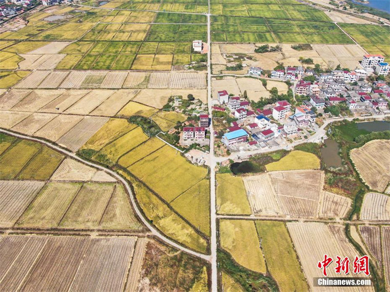 Galeria: estradas rurais atravessam campos belos no leste da China