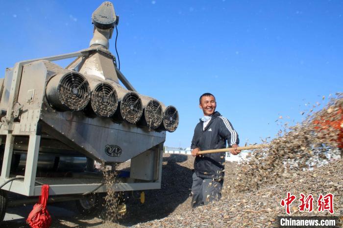 Xinjiang: condado de Fuhai inicia colheita de outono 