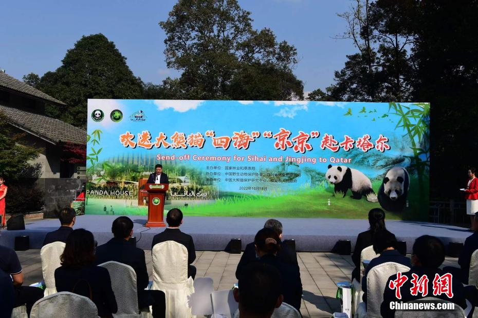 China presenteia Qatar com dois pandas gigantes por conta da Copa do Mundo