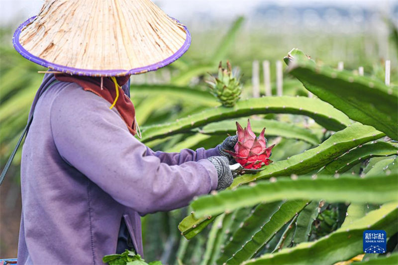Hainan inicia colheita de frutas do dragão 