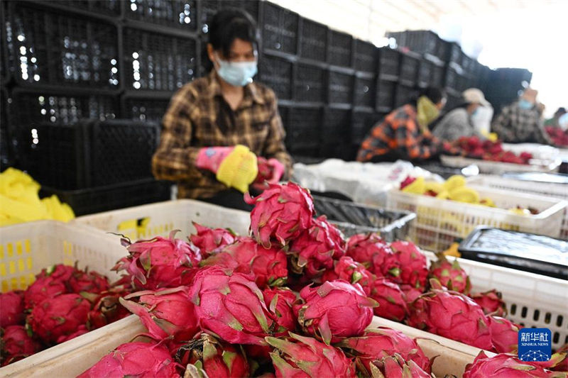 Hainan inicia colheita de frutas do dragão 