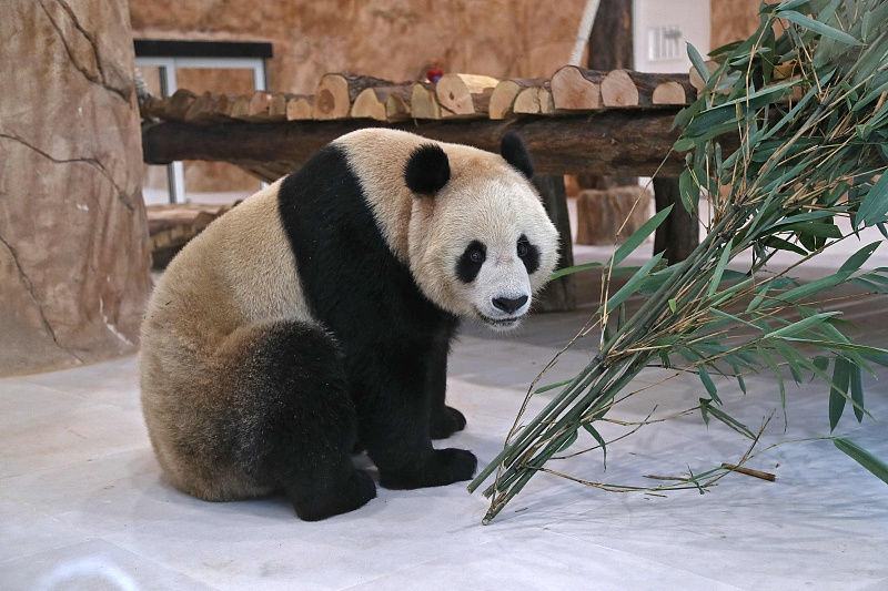 Dois pandas gigantes da China chega ao Catar antes da Copa do Mundo
