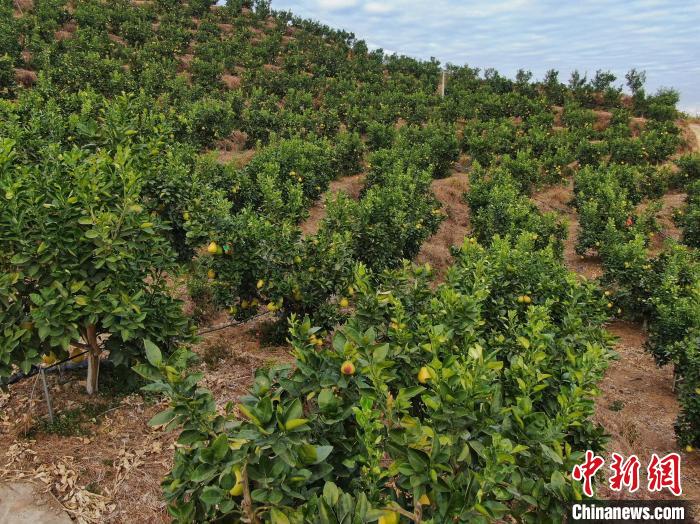 Jiangxi inicia colheita de toranjas