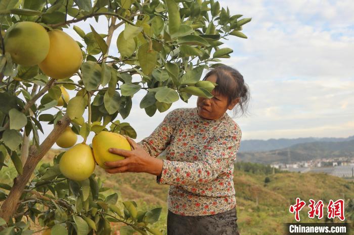 Jiangxi inicia colheita de toranjas